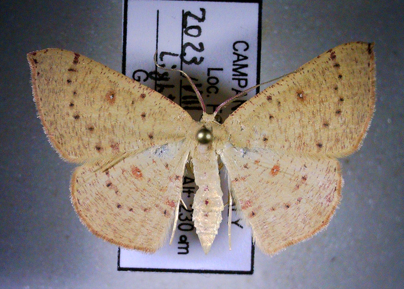 cyclophora chiara (1).jpg