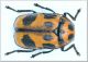 Cryptocephalus.jpg