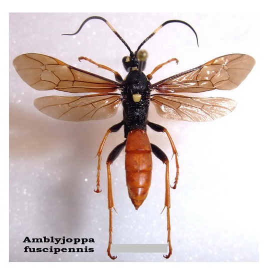 ZZ - n° 2293 - Amblyjoppa fuscipennis F.jpg