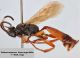 ZZ - Ichneumon leucopeltis - légendé.jpg