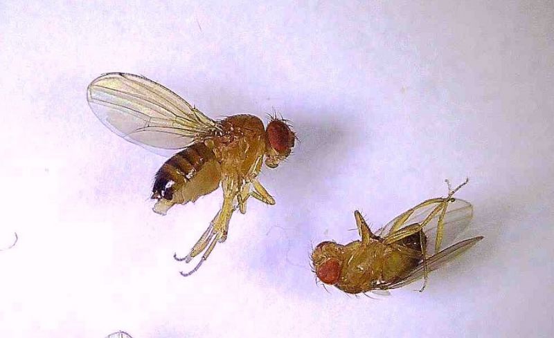 Drosophila sp (1).jpg
