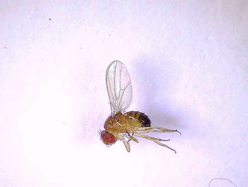 Drosophila sp (2).jpg