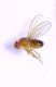 Drosophila sp (3).jpg
