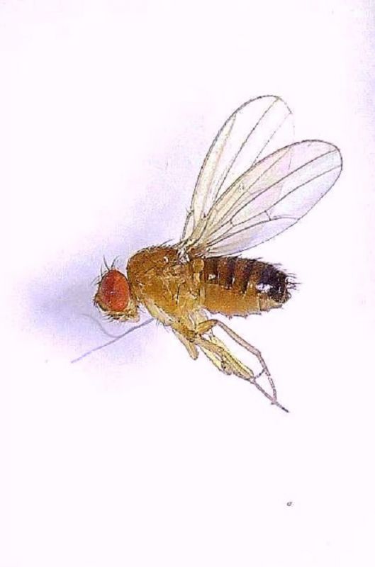 Drosophila sp (3).jpg
