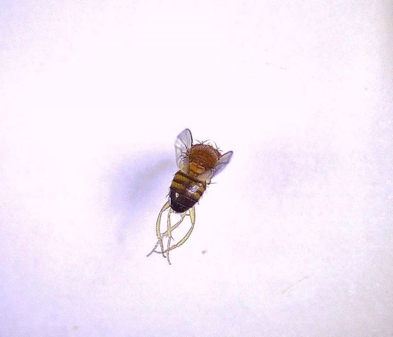 Drosophila sp (4).jpg