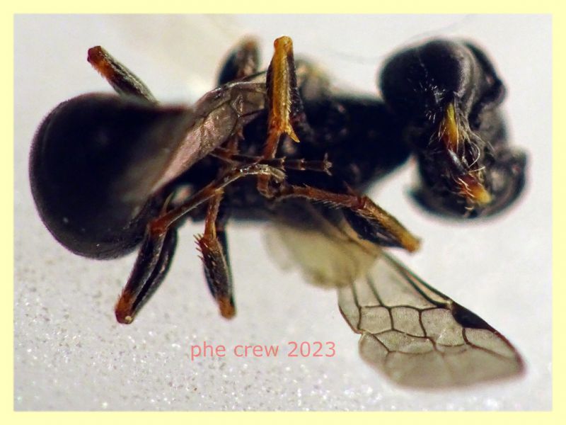 Diodontus sp. cosi' quasi 4 mm. - (86).JPG