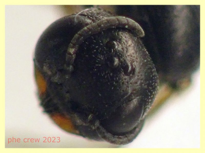 Diodontus sp. cosi' quasi 4 mm. - (78).JPG
