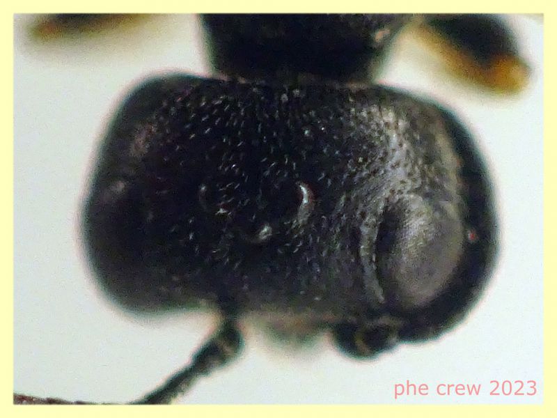 Diodontus sp. ant nera sotto e sopra - (20).JPG
