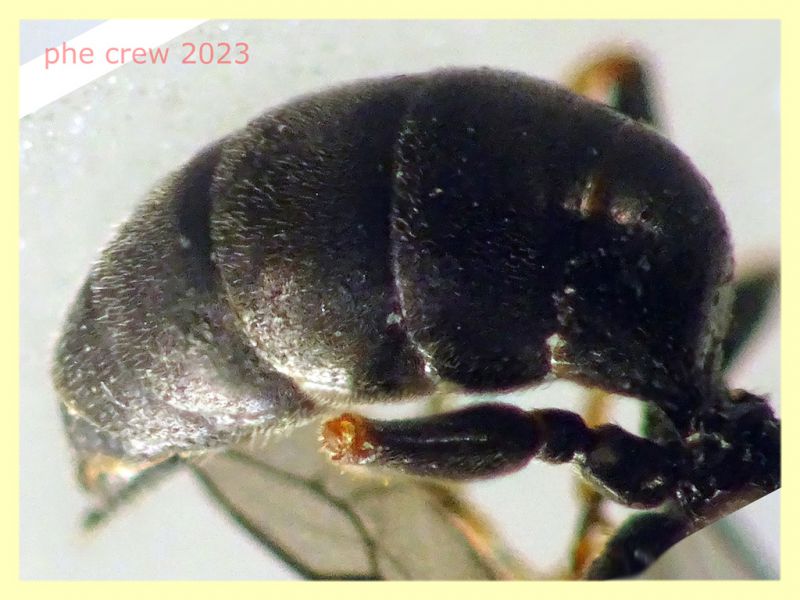 Diodontus sp. cosi' quasi 4 mm. - (68).JPG