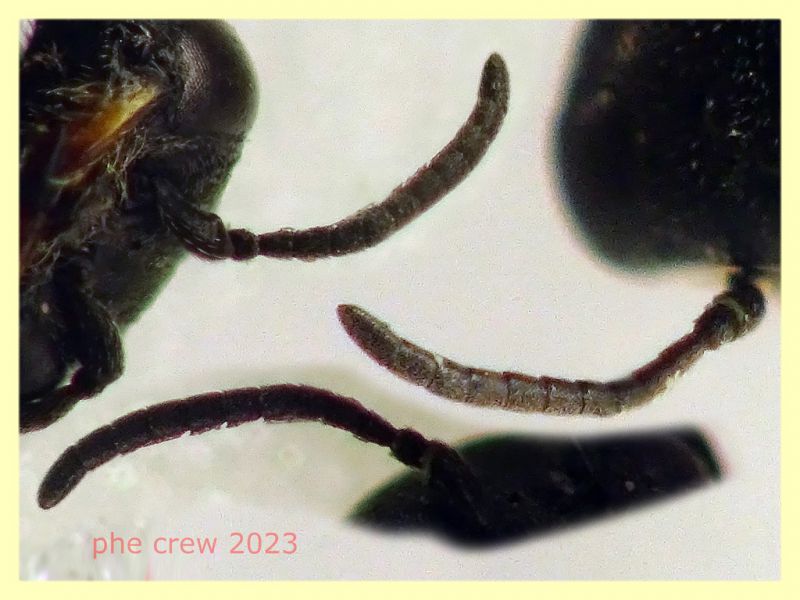 Diodontus sp. ant nera sotto e sopra - (19).JPG