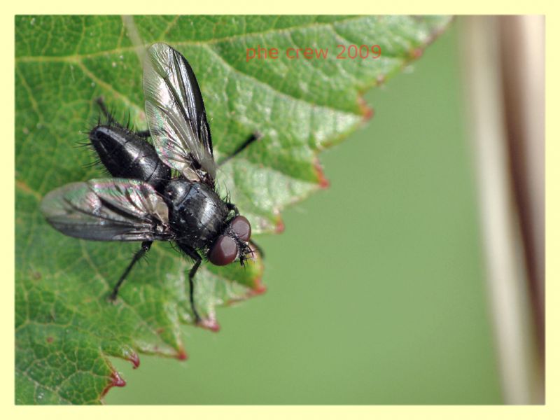 Nyctia halterata (Panzer 1798)  - Anzio 6.6.2009 - (1).JPG