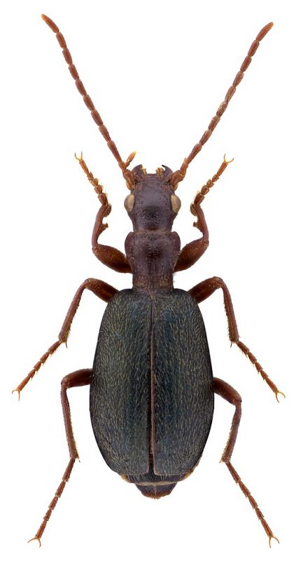 Brachinus ritoc.jpg