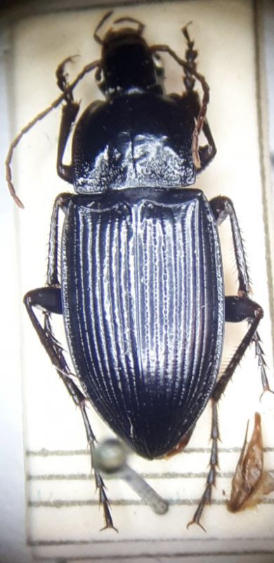 Calathus sirentensis.jpg