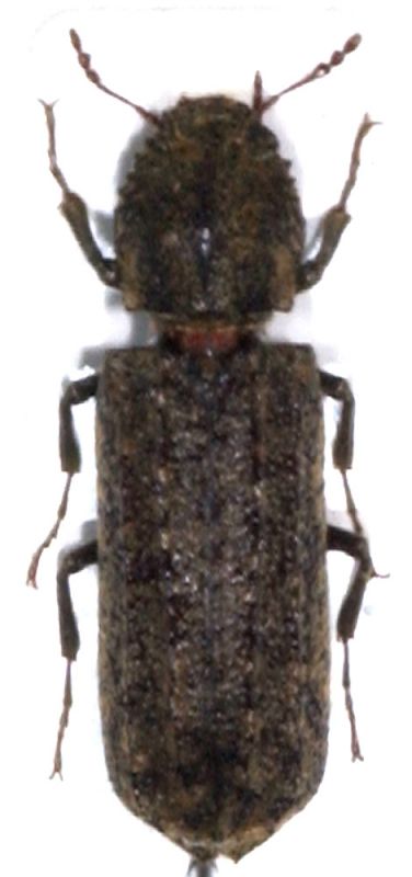 Trogidae.jpg