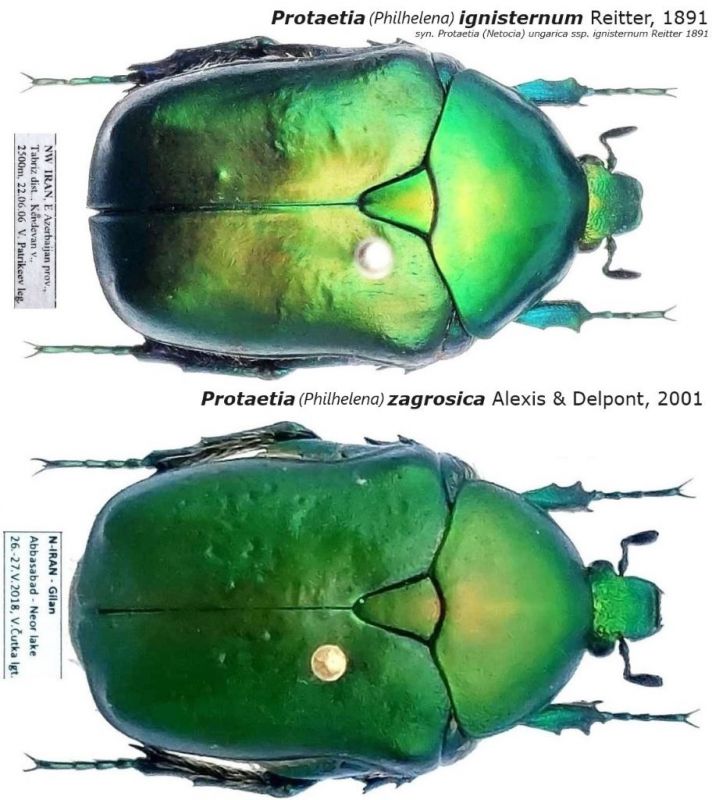 Protaetia (Philhelena) ignisternum zagrosica Alexis & Delpont, 2001.jpg