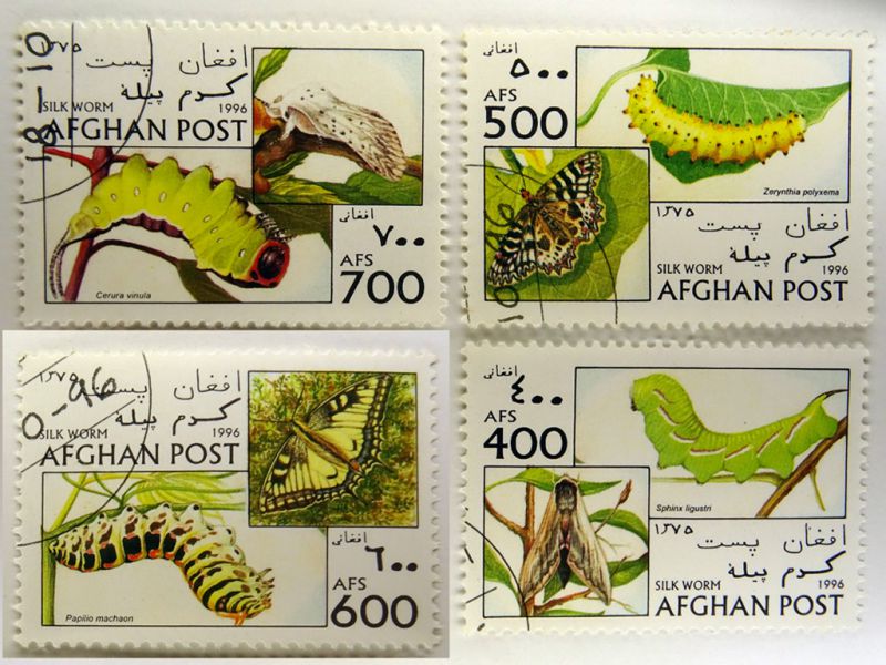 Afghanistan - Cerura vinula, Zerynthia polyxema, Papilio machaon, Sphinx ligustri.JPG