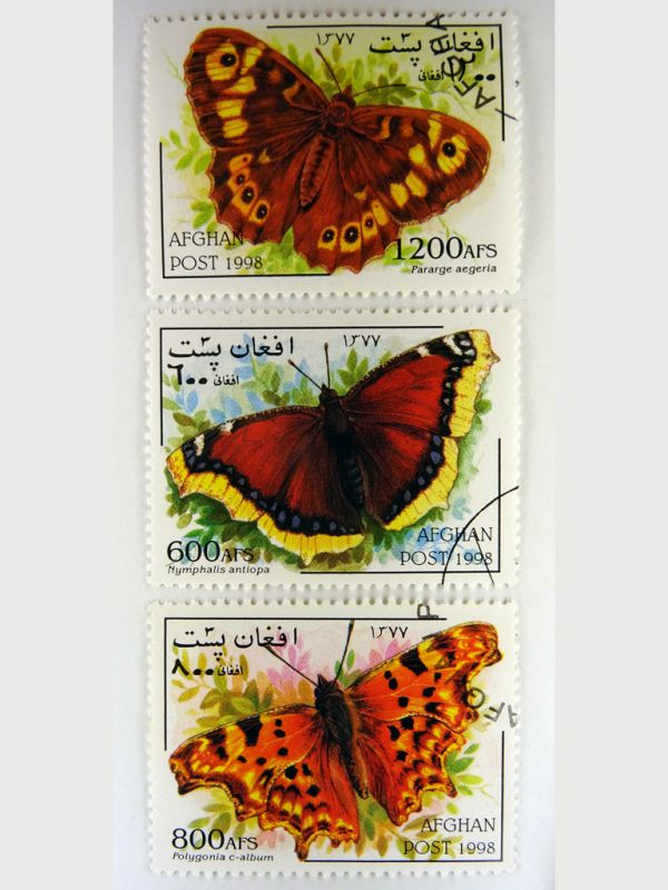 Afghanistan - Pararge aegeria, Nymphalis antiopa, Polygonia c-album.JPG