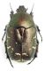 Protaetia (Philhelena) shamil.jpg