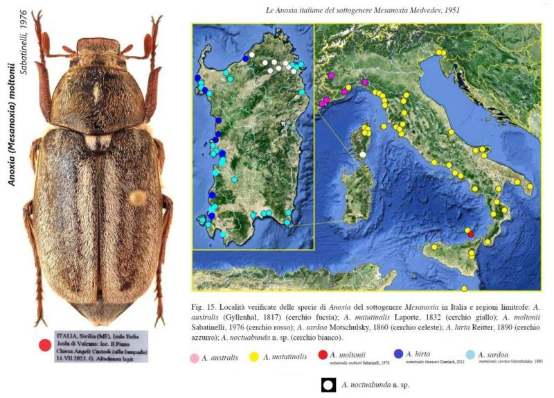 Anoxia (Mesanoxia) moltonii Sabatinelli, 1976.jpg