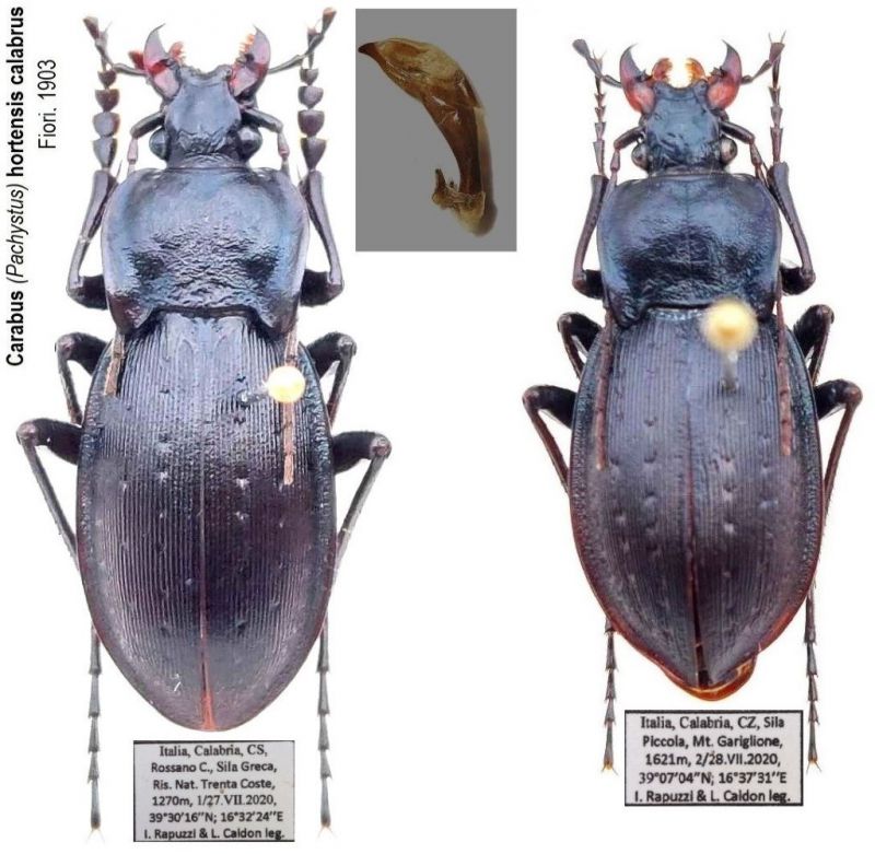 Carabus (Pachystus) hortensis calabrus Fiori, 1903.jpg