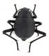 Comb4107-22L6cr.jpg