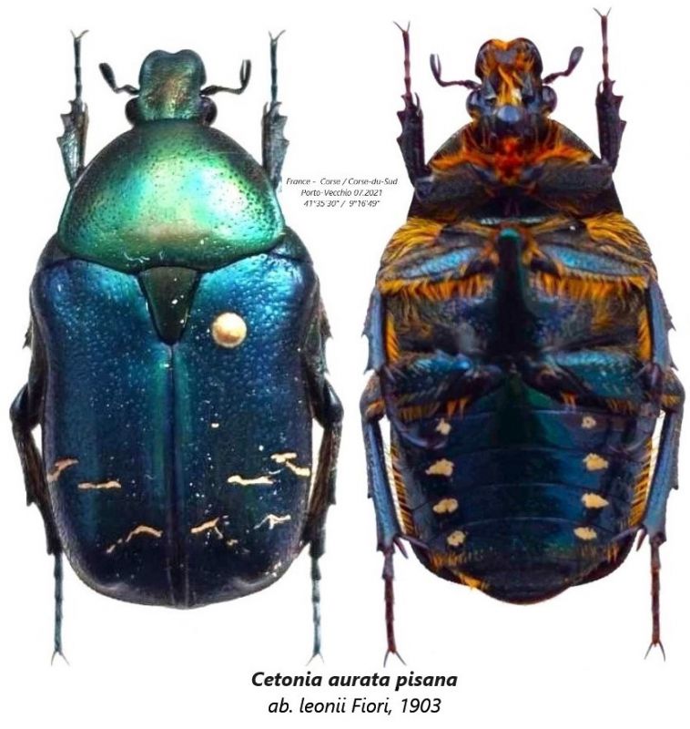 Cetonia aurata aberace.jpg