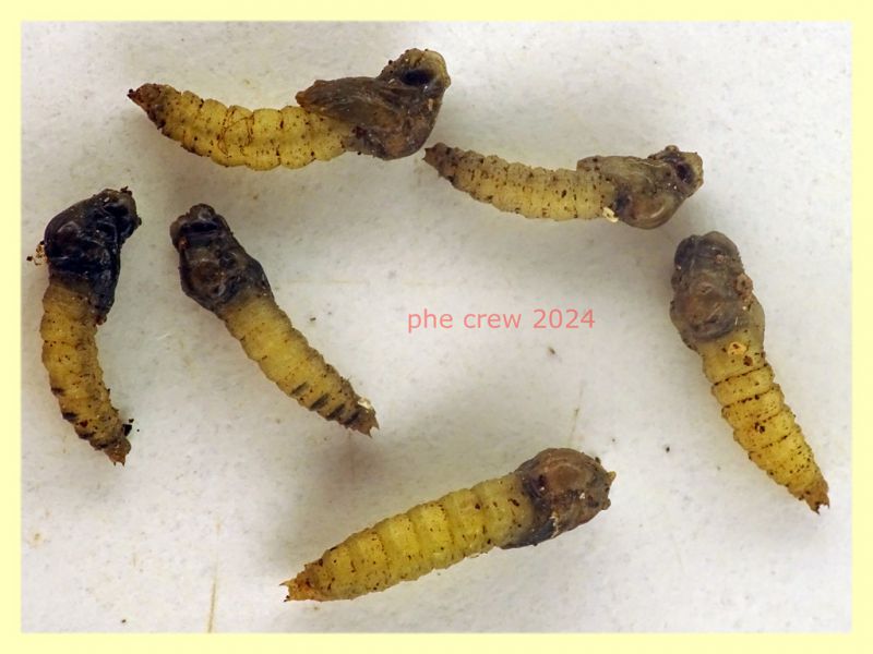 larve Ditteri dai 5 ai 7 mm. - 27.1.2024 - (1).JPG