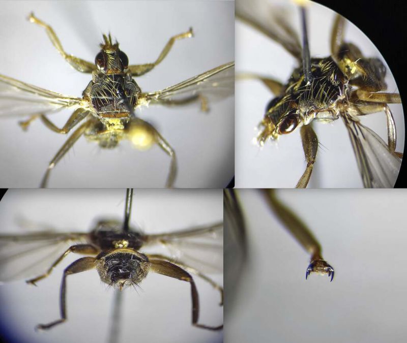 23 10-1-CM1) Hippoboscidae - Collage 2.jpg