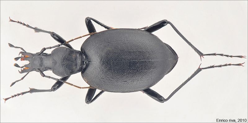 carabidae_roccaforte_lo.jpg