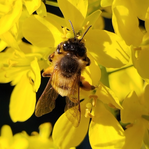 andrena 3.jpg