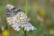 melanargia russiae03.jpg