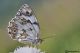 melanargia lachesis05.jpg