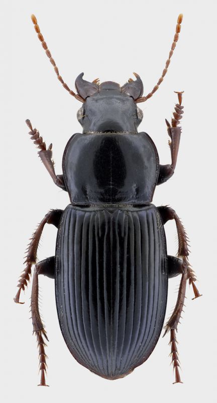 Harpalus.jpg