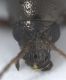 Experiment-2103-Extended Depth of Focus-19.jpg
