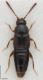 Atheta orphana (Erichson, 1837).jpg