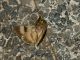 Catocala_e_vespa_4_Serrone_21-VIII-2010.jpg