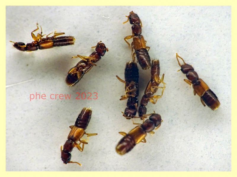 Chloecharis debilicornis 2,5 mm. - Anzio 11.9.2023 - (1).JPG