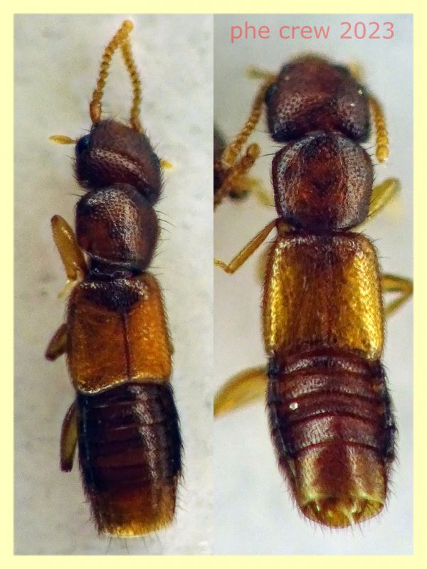Chloecharis debilicornis 2,5 mm. - Anzio 11.9.2023 - (2).JPG