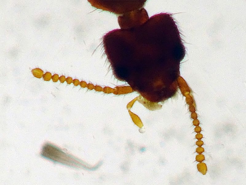 Chloecharis debilicornis 2,5 mm. - Anzio 11.9.2023 - (4).JPG