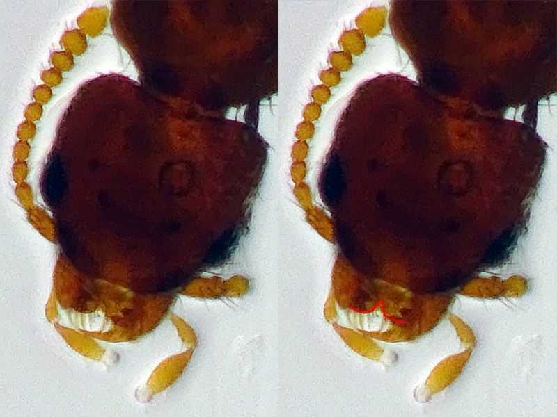 Chloecharis debilicornis 2,5 mm. - Anzio 11.9.2023 - (3).JPG