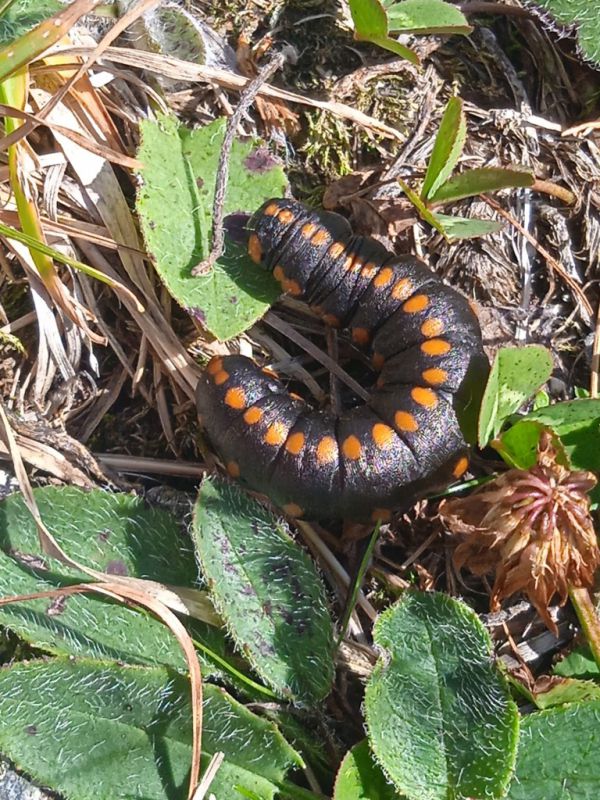 larva_Passo_San_Marco_VIII_2023 - Copia.jpg