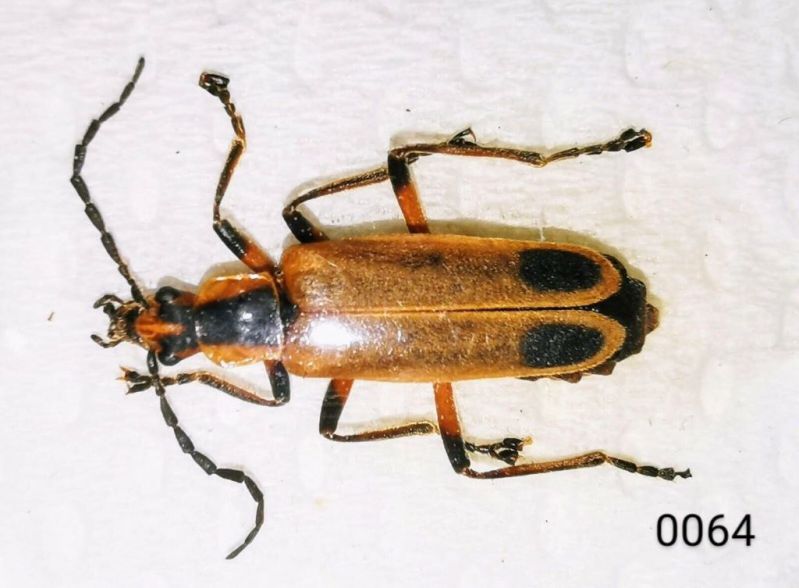 Chauliognathus marginatus.jpg