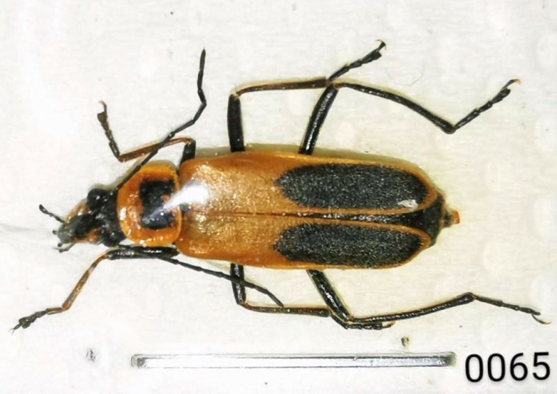 Chauliognathus pennsylvanicus.jpg