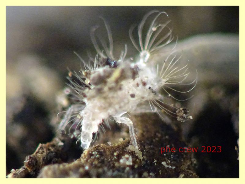 larva Pseudomallada circa 1,5 mm. - (94).JPG