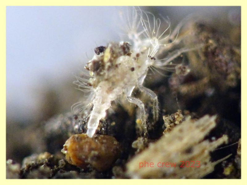 larva Pseudomallada circa 1,5 mm. - (101).JPG