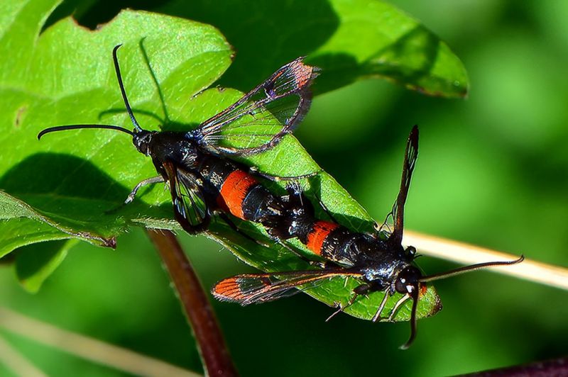 synanthedon formicaeformis 02-topaz-standard v2-853h.jpg