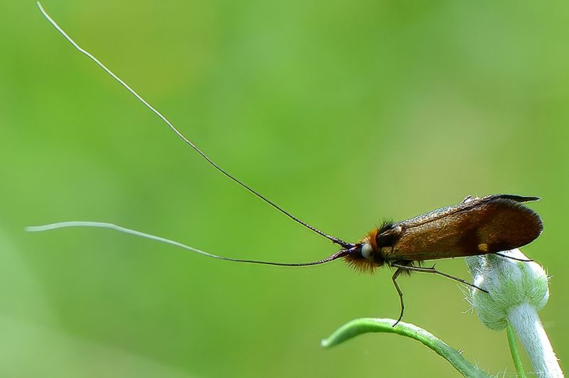 nemophora violellus 01-topaz-standard v2-853h.jpg