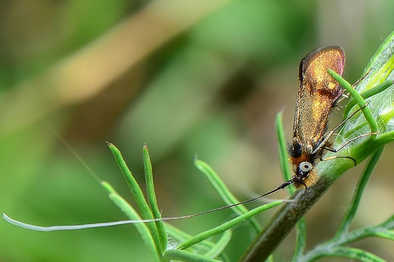 nemophora violellus 02-topaz-standard v2-853h.jpg