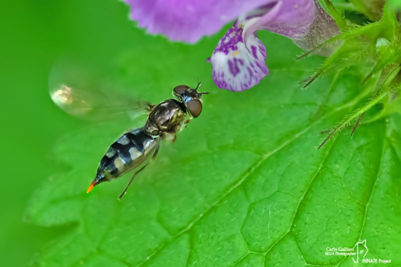 syrphide 39.jpg