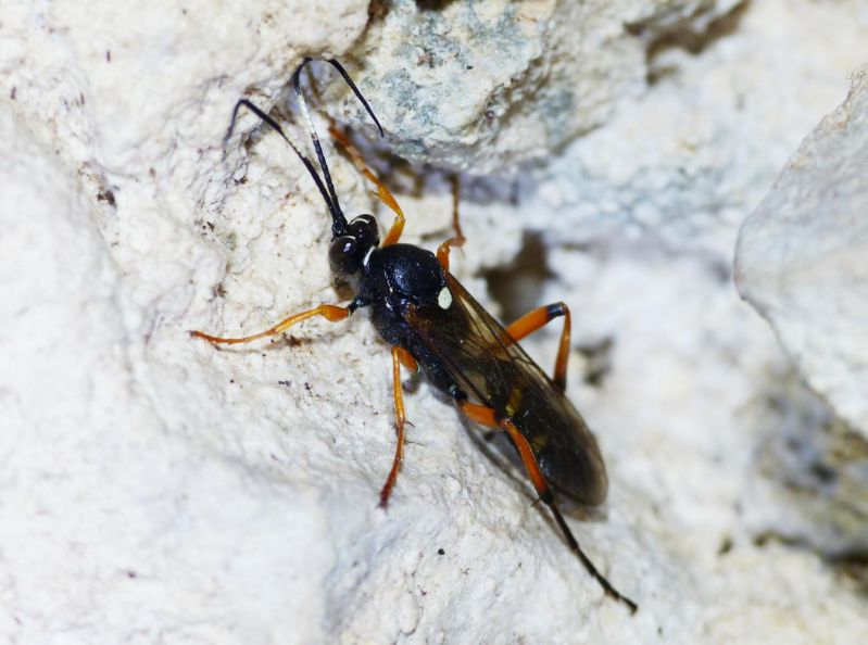 Ichneumonidae in grottae.jpg